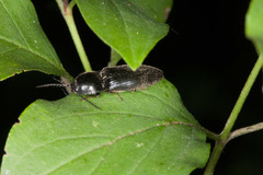 Hemicrepidius hirtus