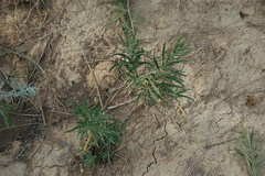 Vincetoxicum sibiricum