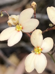 Stylidium spathulatum