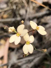 Stylidium spathulatum