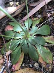 Stylidium spathulatum