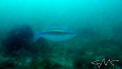 Pentapodus paradiseus