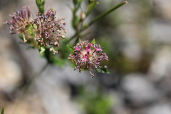 Pimelea rosea