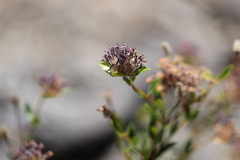 Pimelea rosea