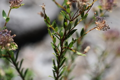 Pimelea rosea