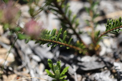 Pimelea rosea