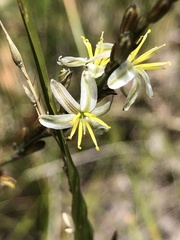 Caesia occidentalis