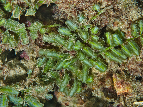 Caulerpa taxifolia observed 2020-12-18