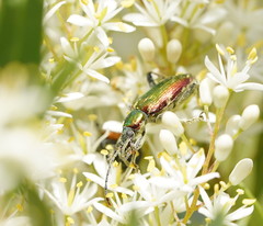 Lepturidea viridis