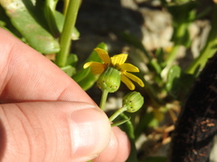 Senecio maritimus