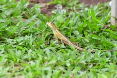 Calotes versicolor
