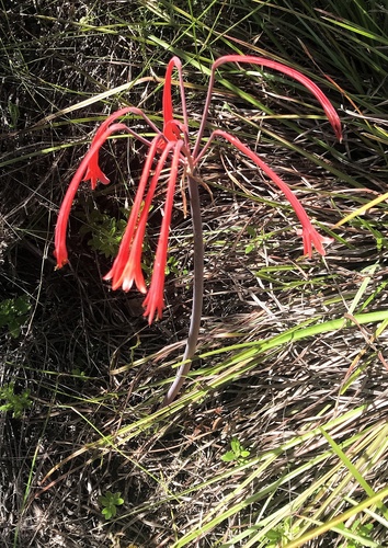 Cyrtanthus angustifolius