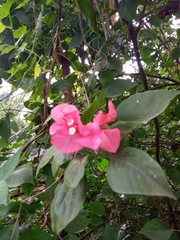 Bougainvillea