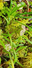 Abrotanella linearis
