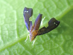Mileewa