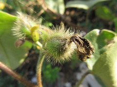 Argyreia capitiformis