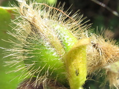 Argyreia capitiformis