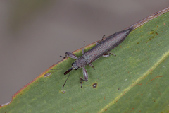 Rhinotia phoenicoptera