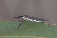 Rhinotia phoenicoptera