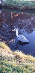Ardea cinerea