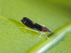 Mileewa