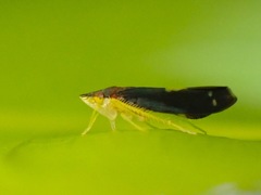 Mileewa