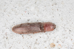 Stenagostus rufus