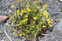 Senecio lautus