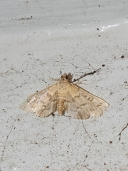 Nacoleia rhoeoalis