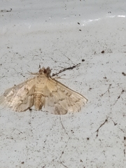 Nacoleia rhoeoalis