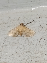 Nacoleia rhoeoalis