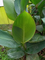 Canna × generalis
