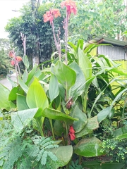 Canna × generalis