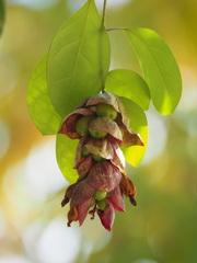 Gmelina philippensis