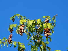 Gmelina philippensis