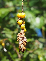 Gmelina philippensis