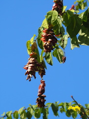 Gmelina philippensis