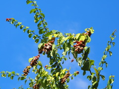 Gmelina philippensis