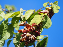 Gmelina philippensis