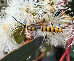 Elidothynnus melleus