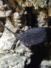 Penthe pimelia