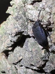 Penthe pimelia