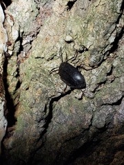 Penthe pimelia