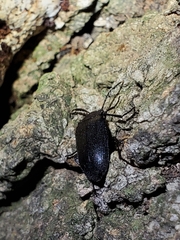 Penthe pimelia