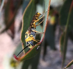 Elidothynnus melleus