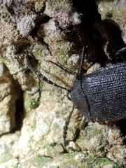 Penthe pimelia