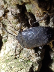 Penthe pimelia