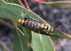 Elidothynnus melleus