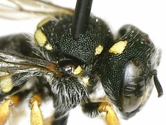 Pseudoanthidium nanum