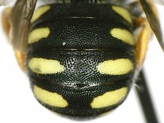 Pseudoanthidium nanum